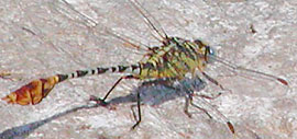 Flag-tailed Spinyleg photo by Ann Johnson Flag-tailed Spinyleg photo by Ann Johnson