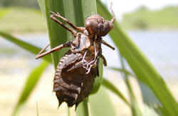 Dragonfly exuvia (exoskeleton)
